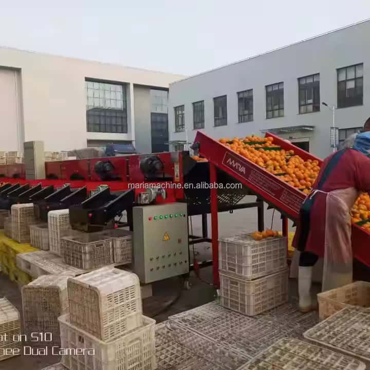 Aço inoxidável Tomate Alho redondo cebola de triagem de máquina Máquina de classificação de batata de classificação Máquina